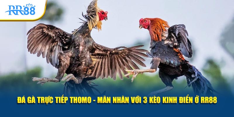 đá gà trực tiếp thomo mãn nhãn với 3 kèo kinh điển ở rr88