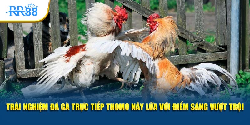 Trải nghiệm đá gà trực tiếp Thomo nảy lửa với điểm sáng vượt trội